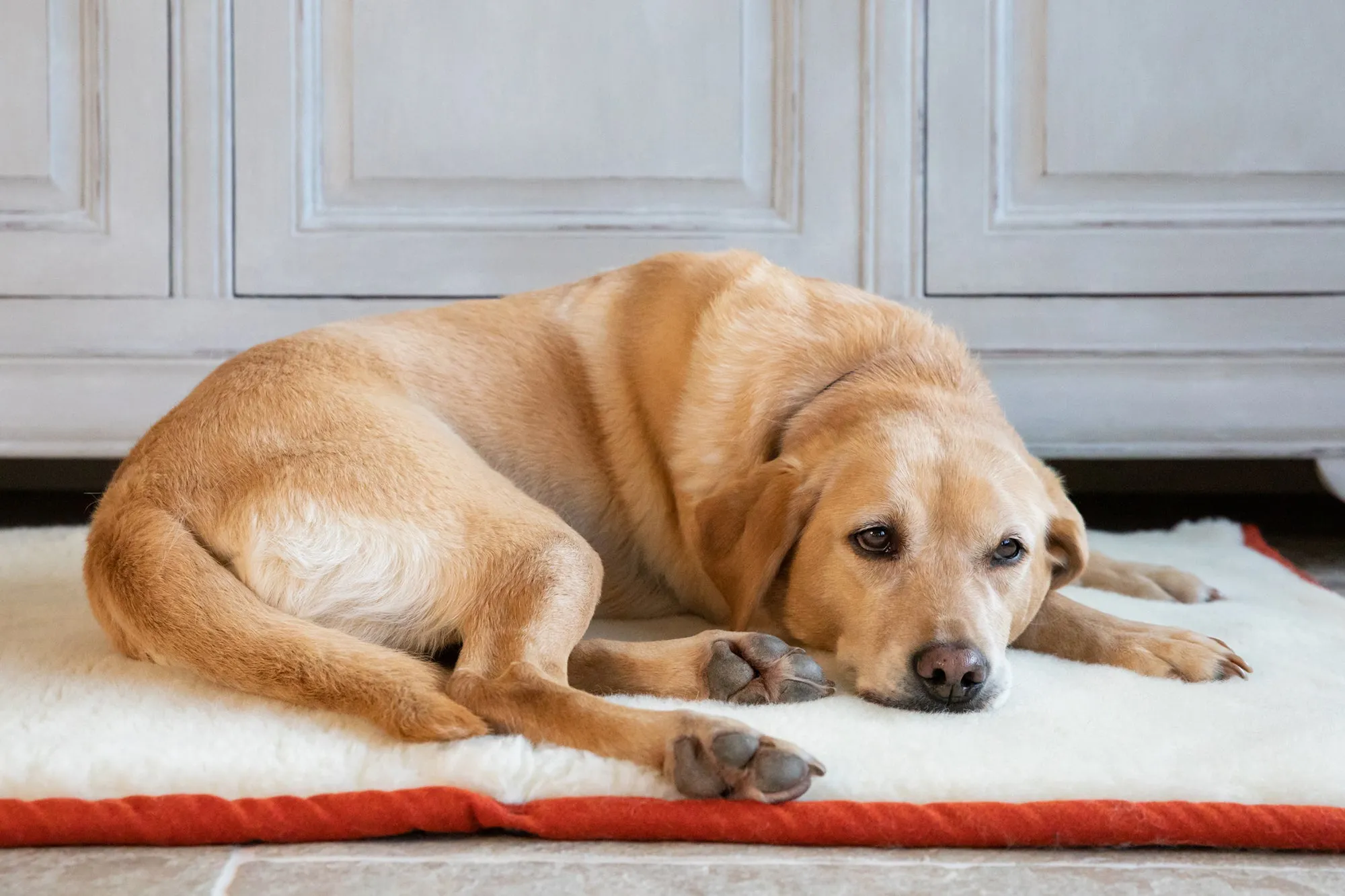 Fire Orange Dog Roll Mat