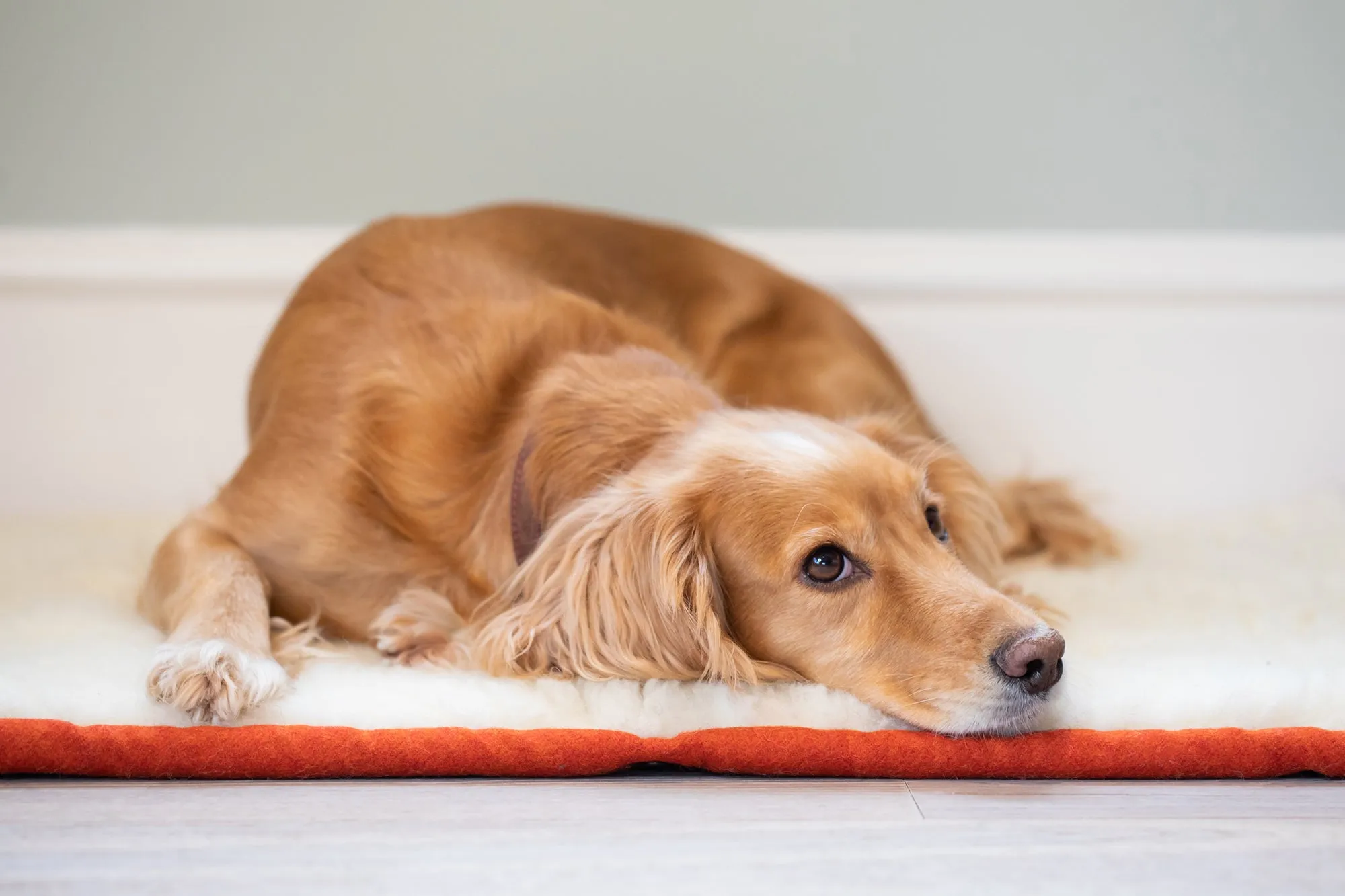 Fire Orange Dog Roll Mat