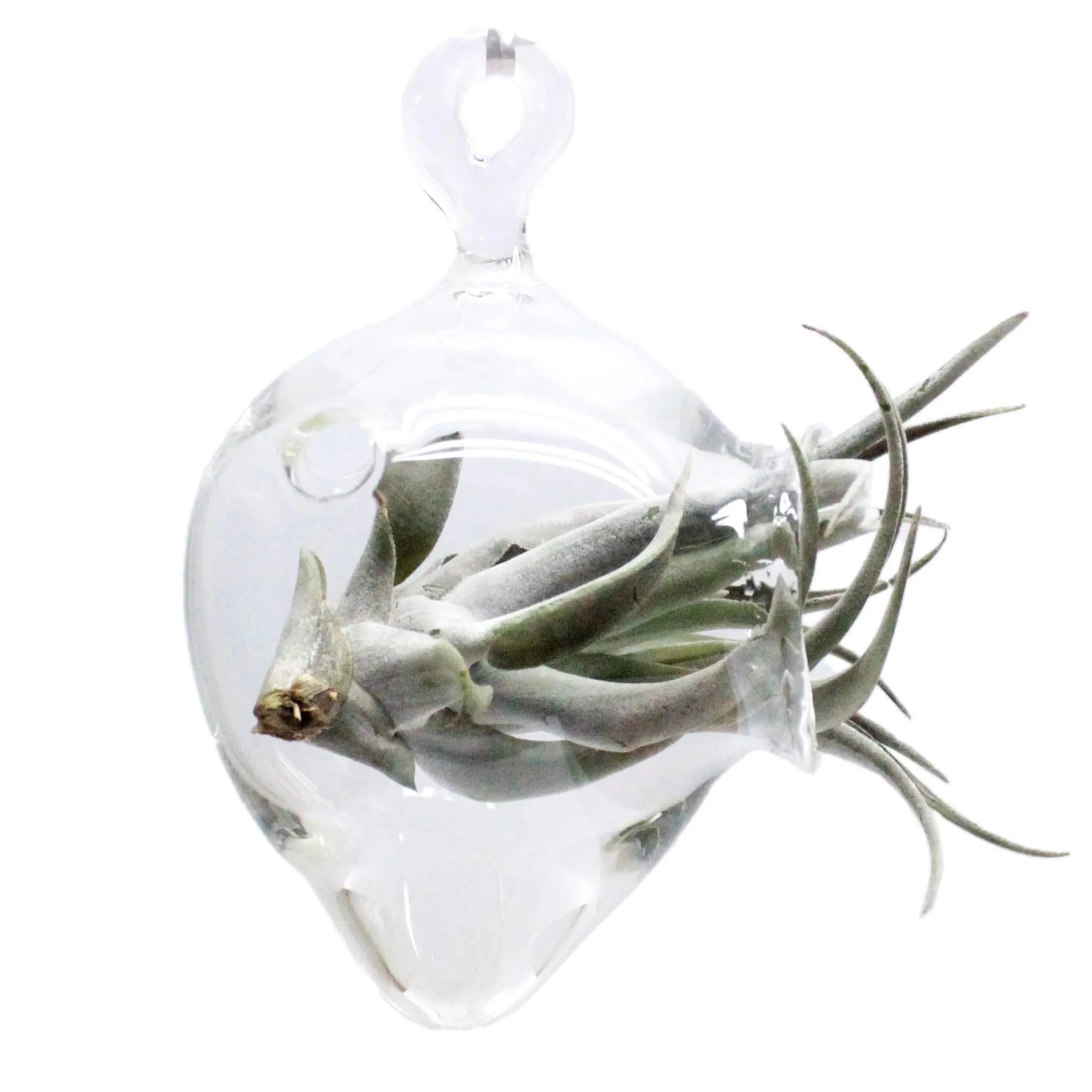 Hanging Air Plant Holders