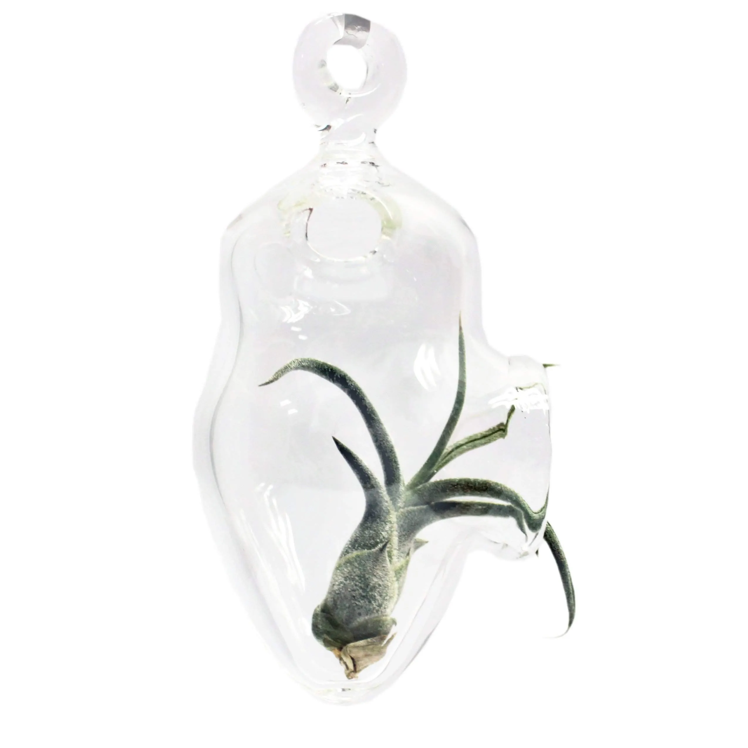 Hanging Air Plant Holders